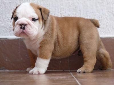 English Bulldog Puppies Available English Bulldog Puppies Available