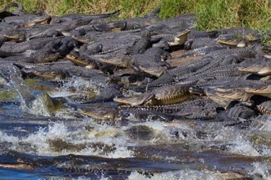 Dozens of alligators gathered at a giant Sinkhole