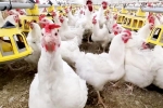 Bird flu USA, Bird flu breaking, bird flu outbreak in the usa triggers doubts, Government