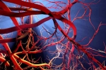 Blood Vessels Stretch, Blood Vessels Stretch updates, how far can blood vessels stretch if laid out end to end, Kidney failure