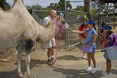 Build Avdenture Spring Camp at the Zoo Build Avdenture Spring Camp at the Zoo