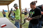 python hunters, florida pythons, florida s everglades now have 1 000 fewer pythons, Snakes
