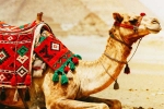 Camel Milk medicine, Camel Milk latest breaking, benefits and side effects of camel milk, Heart health