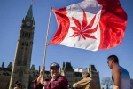 Canada Senate, Canada, canada senate legalizes recreational marijuana, Marijuana