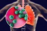 coronavirus, proteins, new studies explain how the coronavirus enters our body, Zika