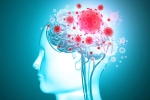 COVID-19, brain, coronavirus is capable of affecting the brain study, Zika