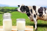 Cow Milk Protein breaking, Cow Milk Protein diabetes, can cow milk protein lead to type 1 diabetes, Kids