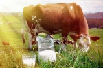 Cow Milk India, Cow Milk benefits, ten health benefits of consuming cow milk, Milk benefits