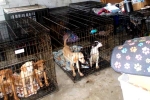 Dog Meat consumption, Dog Meat consumption, consuming dog meat is a right of consumer choice, Dog meat south korea