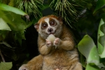 Animal, Animal, cute but deadly the critically endangered slow lorises, Circus Animal, Animal, cute but deadly the critically endangered slow lorises, Circus