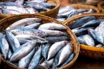 Fish doctors advise, Fish for health, eat this fish twice a week to stop hair loss, Nutrients