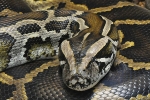 Florida Python Hunters, Florida Python Hunters, florida announces prizes for python hunters, Cprf