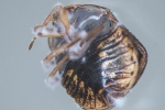 Fungal Pesticides Offer Alternative To Traditional Chemicals, Fungal Pesticides Offer Alternative To Traditional Chemicals, fungal pesticides offer alternative to traditional chemicals, Arsenic