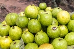 Guava good for health, Guava new updates, who should be careful with guava, Guava