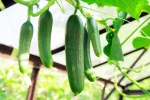 Cucumber latest breaking, Cucumber viral, hack to grow cucumber is going viral for all the right reasons, Wet Cucumber latest breaking, Cucumber viral, hack to grow cucumber is going viral for all the right reasons, Wet