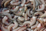 shrimp, US, indian shrimp faces threat of ban in u s, Sea turtles