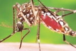 Invasive Mosquito’s in US, Two new Invasive Moquitos Found in Florida, two new invasive moquitos found in florida, American center