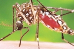 Florida news, Mosquitos in US, two new invasive moquitos found in florida, Caribbean islands