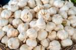 Garlic a Mosquito Repellent, Garlic Vs Mosquito Repellent latest breaking, is garlic a mosquito repellent, Diet