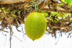 Snake Venom dangerous, Snake Venom harmful, this miraculous plant can neutralise snake venom in minutes, Tasty