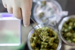 coronavirus, Prevent Covid-19, lung damage from covid 19 can be prevented with cannabidiol, Human trials