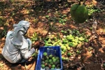 Nipah virus, Nipah, nipah effect mango growers in karnataka faces tough time in export, Nipah effect
