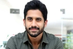 Naga Chaitanya new flms, Naga Chaitanya upcoming movies, naga chaitanya coming up with a strong lineup of films, Soggade chinni nayana