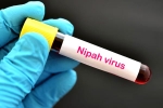 Nipah Virus death rate, Nipah Virus - Kozhikode, nipah virus is back again two deaths registered, Nipah virus