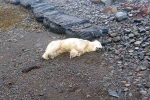 Polar Bear In Iceland videos, Polar Bear In Iceland new breaking, polar bear appears in iceland for the first time in 8 years, Iceland