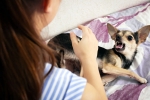 Rabies deadly, Rabies medicines, why is rabies deadly what to do after a bite, Education