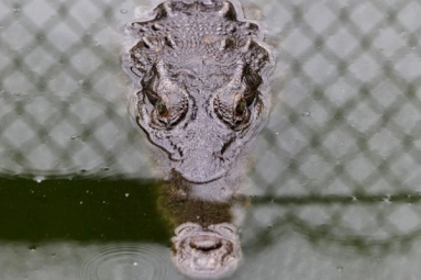 Rare Crocodile Killed While Walking On Highway