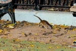 Rodents in New York, New York Tourism, must experience trend in new york city, Running