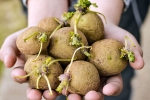 Sprouted Potatoes problems, Sprouted Potatoes, what happens when you eat sprouted potatoes, Nutrition