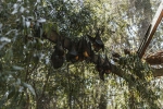 nipah virus, nipah virus, study shows coronavirus presence in two indian bats icmr study, Nipah virus