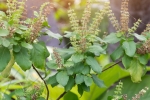 tulsi for dandruff, tulsi for face pimples, tulsi for skin how this indian herb helps in making your skin acne free glowing, Toner