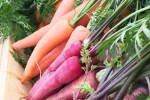 Carrot, Red Carrot Vs Orange Carrot news, which carrot is more beneficial for health, Wellness