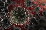 ivermectin, ivermectin, anti parasitic drug successful in killing coronavirus in 48 hours study, Zika