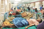 dengue mosquito, iron deficiency anaemia, people with low iron levels in blood likely to transmit dengue, Mosquitoes