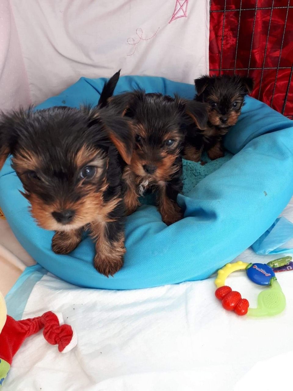 Kc Reg Stunning Yorkies