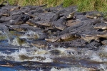 Sinkhole, Alligators, dozens of alligators gathered at a giant sinkhole, Alligator