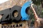 Coronavirus lockdown, Culiacan Zoo, animals abandoned during coronavirus lockdown are rescued by a zoo in mexico, Mamma