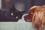 Cats, Animal welfare act, u s house of representatives ban slaughter of dogs cats, Claudia tenney