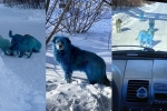 viral, viral, bright blue stray dogs found in russia, Prank