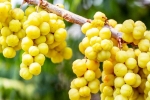 Amla survey, Amla latest breaking, ten health benefits of consuming amla, Galli