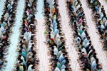 iftar by PCT Humanity, Indian expat based PCT humanity, dubai based charity pct humanity run by indian expat enters guinness world records for holding longest iftar, Iftar