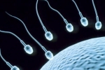 Foods That Improve Sperm Count, Foods That Improve Sperm Count, 8 super foods to improve sperm count, Pomegranates