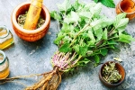 Lemon Balm medicine, Lemon Balm health, all about lemon balm and its health benefits, Holistic
