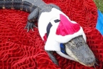 License for alligator, Rambo alligator, license sanctioned for rambo, Alligator