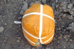 Pakistani Drone in Amritsar, Pakistani Drone shot, pakistani drone was seized in amristar for smuggling 5 5kg heroin, Farming