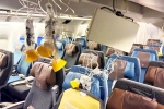 Singapore Airlines turbulence horror videos, Singapore Airlines turbulence horror, singapore airlines statement after turbulence horror, Singapore airlines